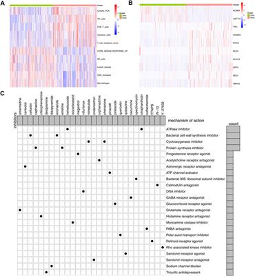 Immune Microenvironment Terms Signature Robustly Predicts the Prognosis and Immunotherapy Response in Bladder Cancer Based on Large Population Cohorts